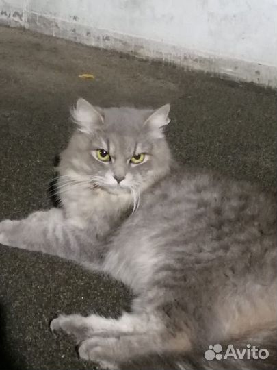 Молодая кошечка