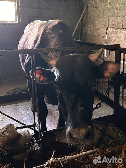 Продам бычков