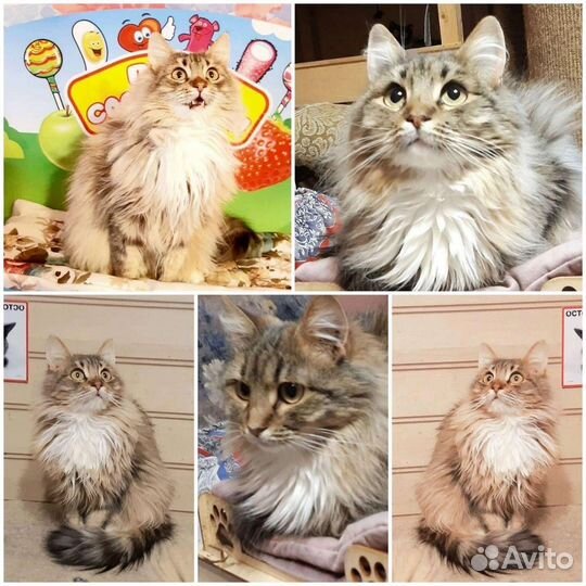 Кошка хочет домой