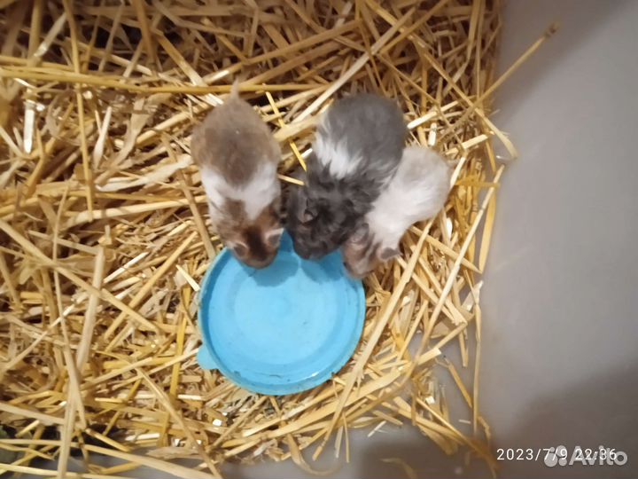 Сирийский хомяк