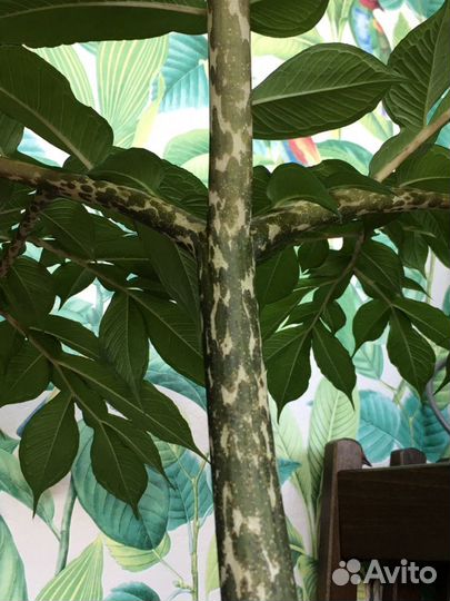 Аморфофаллус коньяк