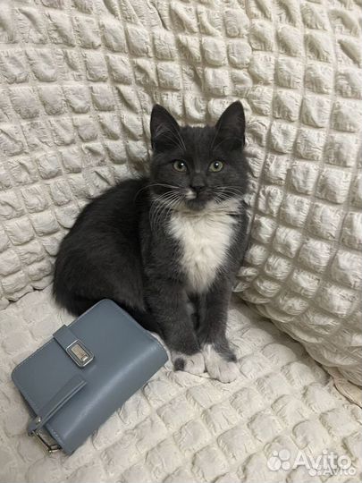 Котенок