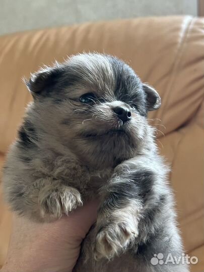 Щеночки шпица