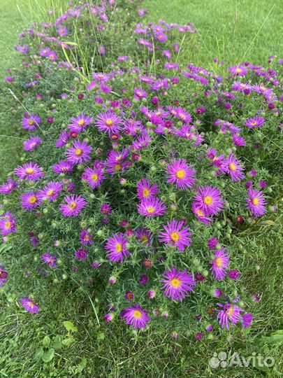 Сентябринка низкорослая шаровидная