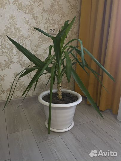 Пальма юкка