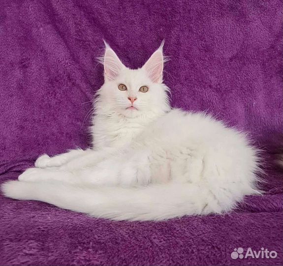 Кот мейн-кун
