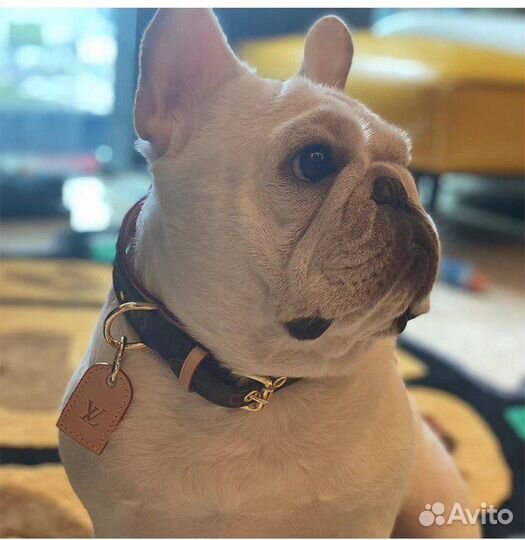 Ошейник Louis Vuitton