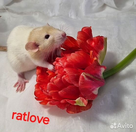 Крысята питомник девочки