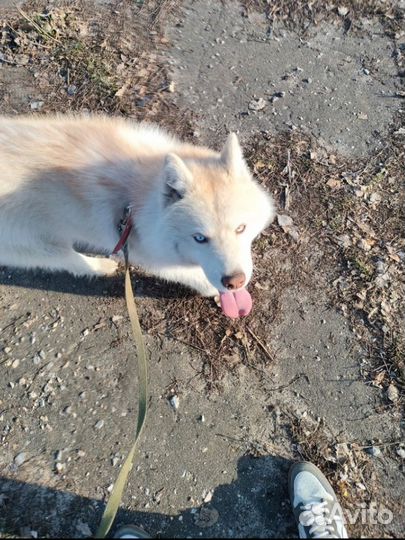 Хаски в добрые руки