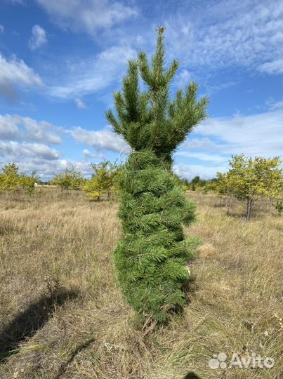 Саженцы оптом