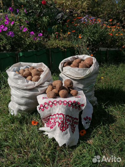 Продам картофель