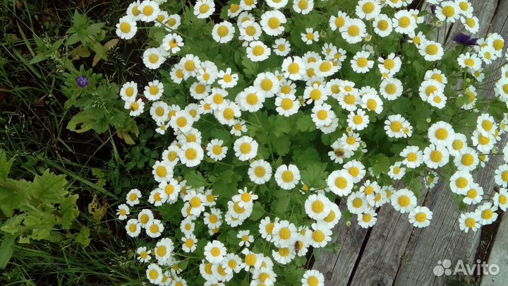 Многолетние растения и рассада