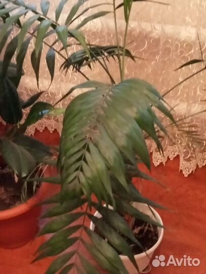 Комнатные растения