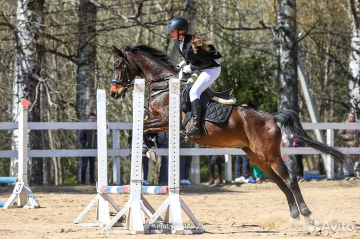 Конный спорт, занятия на лошади, конкур, выездка