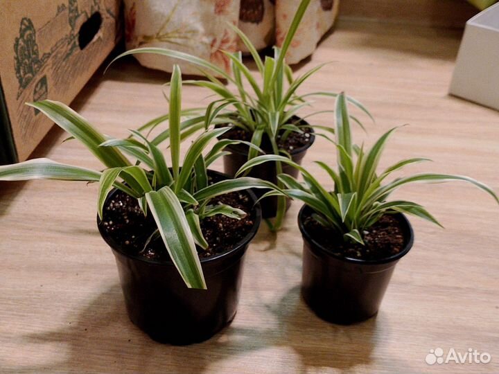 Продам цветы комнатные