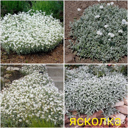 Овсяница, Ясколка, Тимьян, Обриета