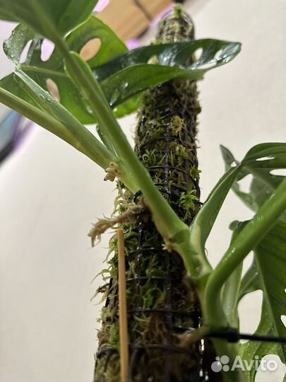 Тотем для растений из мха