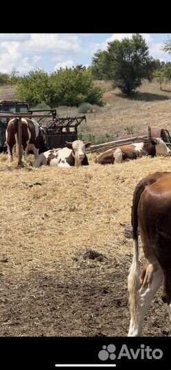 Быки на племя сементальской породы