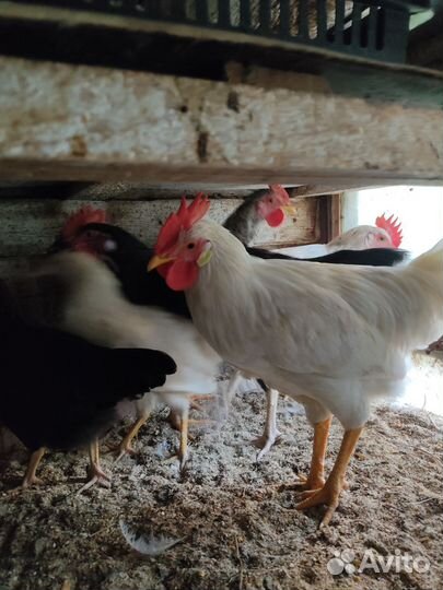 Молодые петухи