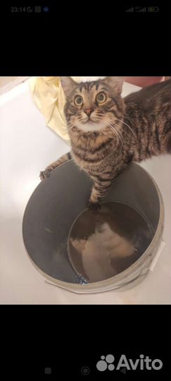 Кот в добрые руки