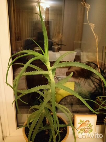 Алоэ лечебный