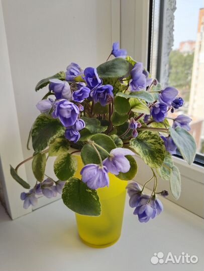 Трейлерные фиалки