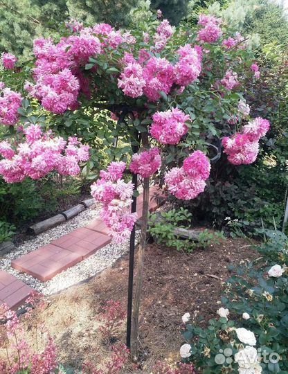 Зонт для штамбовых роз