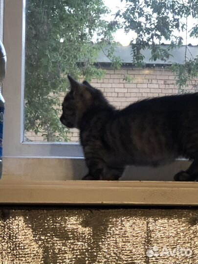 Кошка