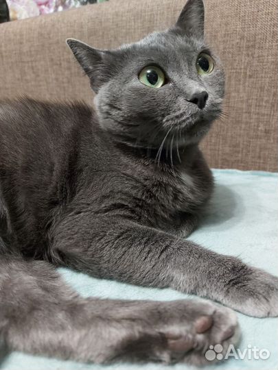 Отдам бесплатно