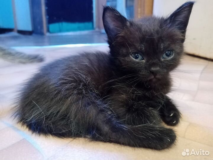 Кошка шотландская