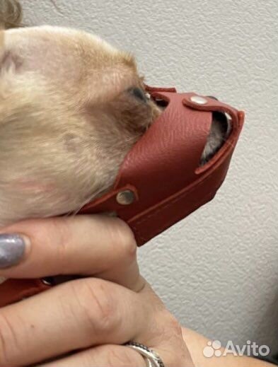 Намордник для собак