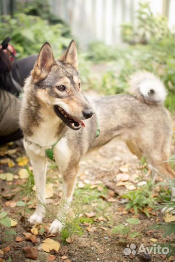 Красавица Сара в дар