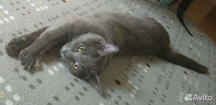 Вязка кот, мальчик ищет невесту