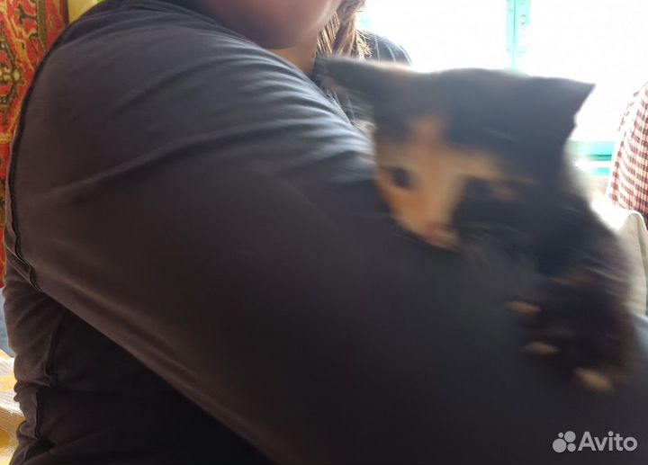Котята в добрые руки даром бесплатно