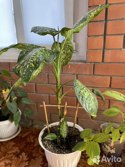 Комнатные растения