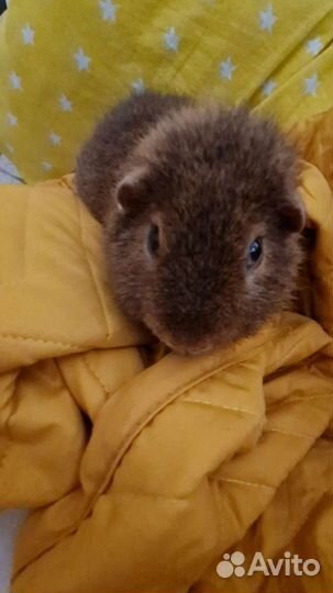 Морские свинки породы тедди- однополая пара