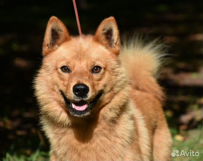 Вязка Финский Шпиц