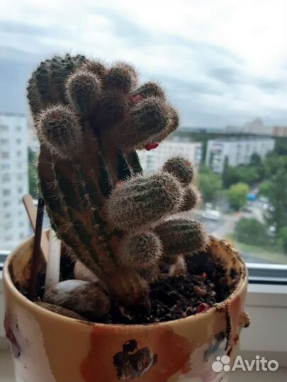 Кактус цветущий