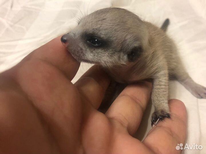 Сурикаты новорожденные