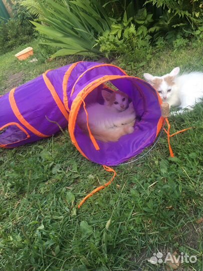 Котята мышеловы