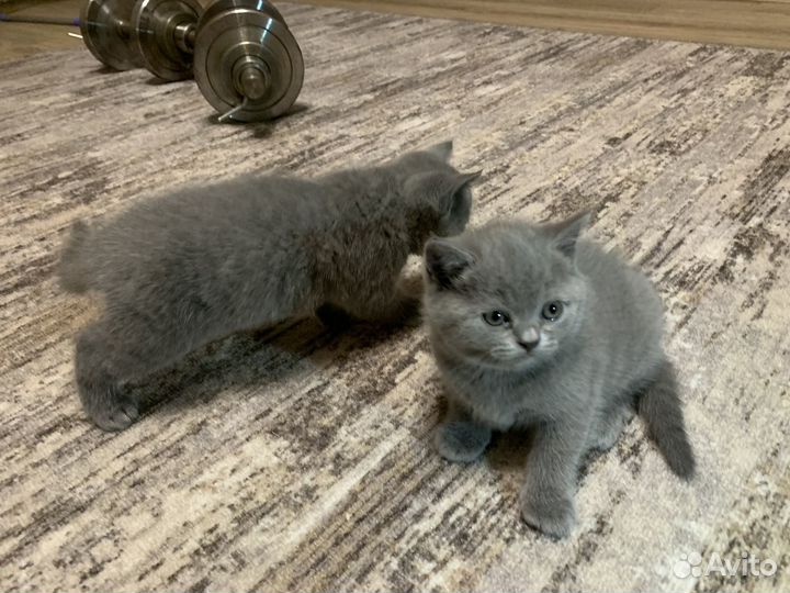 Британские котята