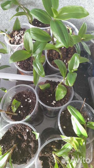 Традесканция