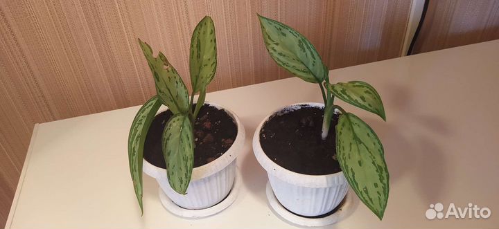 Аглаонема Silver Quin