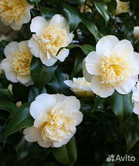 Камелия, Кальмия