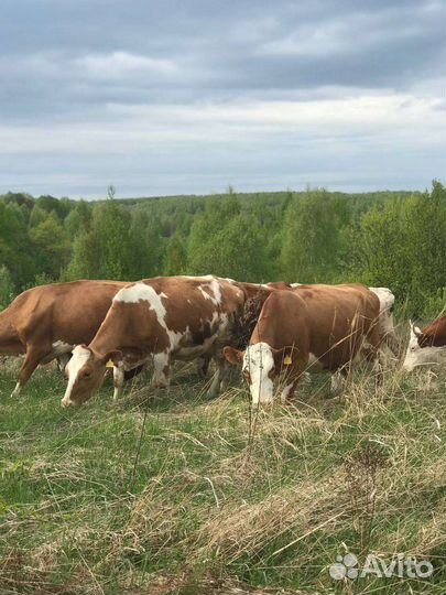 Дойные коровы