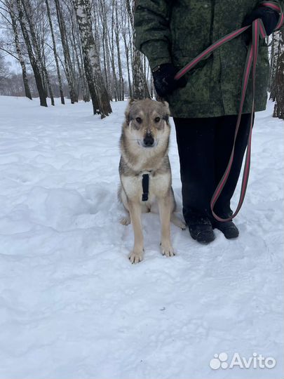 Молодая собака скучает в приюте