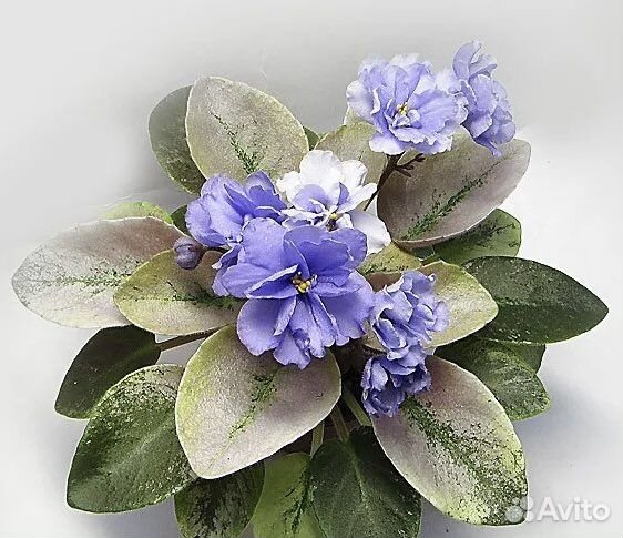 Фиалки сортовые