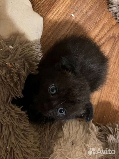 Котята в добрые руки бесплатно