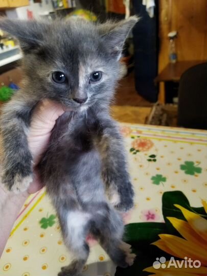 Кошка