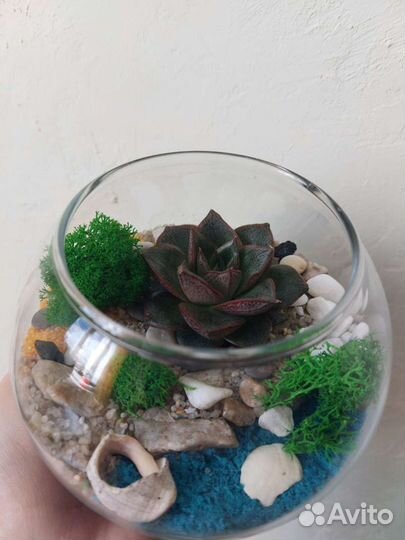 Флорариум - маленький кусочек природы